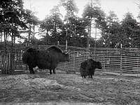 Skansen, jakarna.