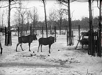 Skansen, älgarna.