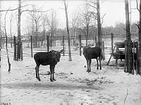 Skansen, älgarna.