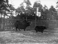 Skansen, jakarna.