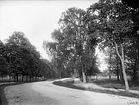 Frisens Park på Djurgården.