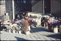 Vasastaden. Försäljning av vårblommor på Odengatan nära Stadsbiblioteket.