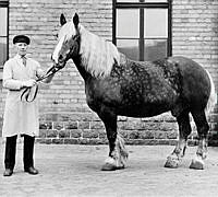 Stallchef Georg Nyman med hästen Ytter, en av de sista renhållningshästarna vid Södra stallet, Södra Renhållningstationen, Åsögatan 2.