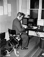 Tidningarnas Telegrambyrå AB (TT). Sändarrum där Charles Hedkvist sitter med hörlurar framför en radio och skriver med en blindhund i sele bredvid sig.