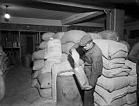 Julmaten 1939. En man häller upp risgryn i mindre påsar från stora säckar från AB Stockholms Ris- och Valskvarn.