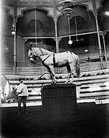 Södra Djurgården. Troligen domptör från Cirkus Orlando med häst inne i cirkusbyggnaden.