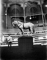 Södra Djurgården. Troligen domptör från Cirkus Orlando med häst inne i cirkusbyggnaden.