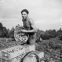 Man med stor skörd av potatis vid potatisodling i Stockholm, förmodligen på Djurgården.