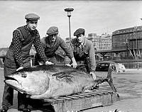 Jättelik tonfisk vid Partifiskhallen på Blekholmen vid Klara strand. Tre män visar upp en jättelik tonfisk som fiskats på löjkrok på västkusten.