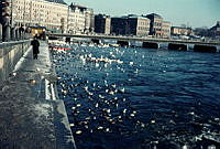 Norrström sedd med fågelsamling mot Strömbron. Vy från kaj vid Strömgatan. I bakgrunden Grand hotell och Nationalmuseum.