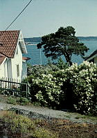 Dalarö. Utsikt över vattnet, innerskärgård vid äldre trävilla med blommande syrénbuskar.