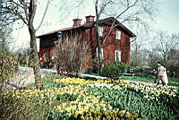 Skansen. Vaktstugan sedd med vårblomning, påsk-och pingstliljor.