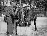 Två hästar och en man dricker vid en vattenpost.