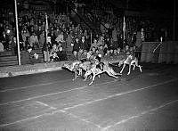 Hundkapplöpningar av Greyhounds. Svenska Kennelklubbens höstutställning på Stadion. 


