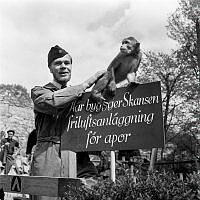 Nya Apberget på nedre Solliden. En man från Skansen vid en skylt som det sitter en apa på. På skylten står det. Här bygger Skansen en friluftsavdelning för apor