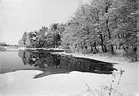 En snöklädd strand och snöklädda träd.