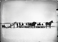 Vinterbild. Isupptagning. Män med hästar med slädar lastade med is.