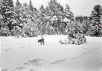 Hund i snötäckt landskap.