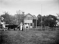 En kvinna och en man med tre kor framför ett hus.