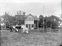 En kvinna och en man med tre kor framför ett hus.