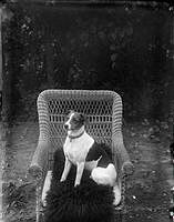 Porträtt av  hund som beställts av Otto Hansson.