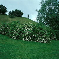 Observatorielunden med japansk klätterros, Rosa Multiflora, och skulpturen 