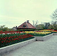 Plantering med tulpaner på Solliden, Skansen.