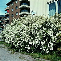 Buske, spirea, vid Valhallavägen 135.