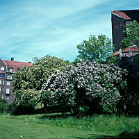 Rönn och syrener vid Engelbrektskyrkans södra del.