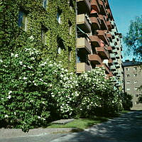 Syrener vid gårdssidan i kv. Majtalaren, sedd från De Geersgatan.