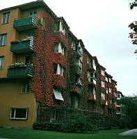 Husfasad med vildvin. Brantingsgatan 46-52, gårdssidan.