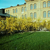 Blommande forsythia vid Musikhögskolan. Vy åt öster mot Försvarshögskolan.