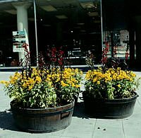 Sergelgatan. Blomsterarrangemang vid Hötorgsgången.