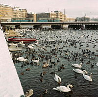 Fåglar på Strömmen. Från Strömgatan mot Strömbron.