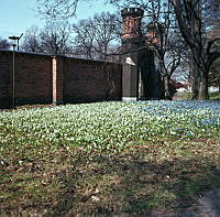 Djurgårdsvägen. Vårblommor vid ingången till Galärvarvets kyrkogård.