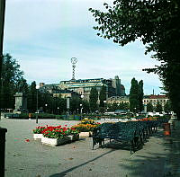 Kungsträdgården. Urnor med pelargoner och tagetes. Vy åt norr från mellersta delen vid allén.