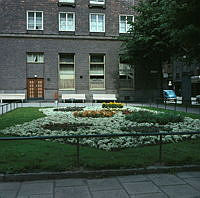 Plantering med alyssum framför Ahlströmska Skolan, Kommendörsgatan 31, sedd från gatan.