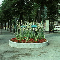 Kungsträdgården; plantering vid allén. Vy åt norr.