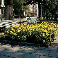 Plantering med dahlior i Karlavägens allé, vid korsningen av Engelbrektsgatan.