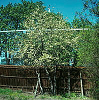 Blommande magnolia i Groens malmgård, Vita Bergen.