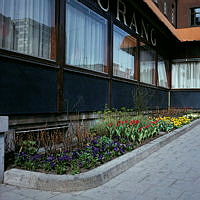 Plantering utanför fönstren till Centralstationens Restaurang.