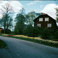 Skansen. Tulpaner vid södra gaveln av Röda Längan.