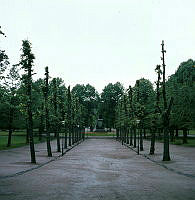 Humlegården, östra allén. I fonden Linnéstatyn.