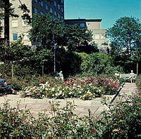 Plantering i parken (nuvarande Sankt Göransparken) sydost om Kvinnohuset, östra Stadshagen.