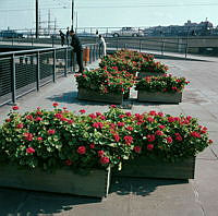 Pelargoner på Slussterrassen.