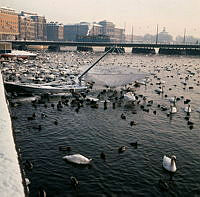 Fåglar på Strömmen. Vy från Strömgatan mot Strömbron.