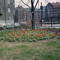 Tulpanplantering på Jarlaplan. Vy åt nordost.