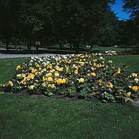 Plantering med begonier vid Linné-statyn (Statyn ej i bild) i Humlegården. Vy mot parkens NV del.