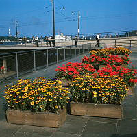 Blommor på Slussterrassen. Vy österut.