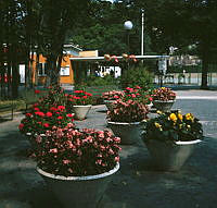 Blomsterurnor framför ingången till Skansen.